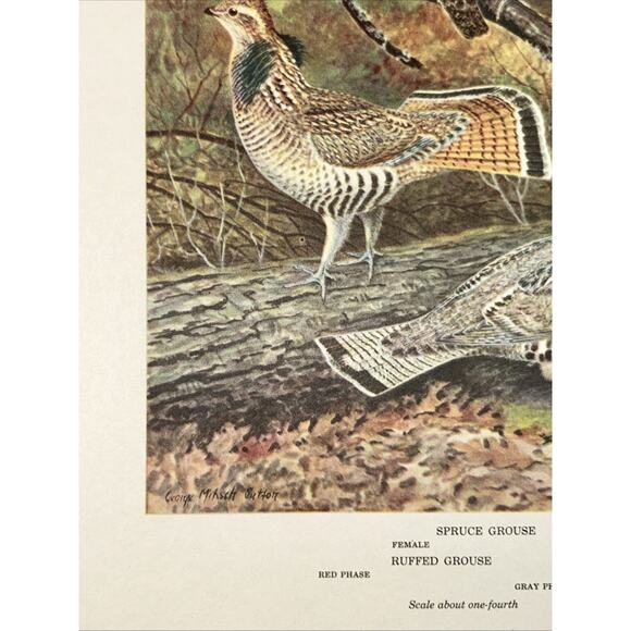 VTG Grouse Bookplate George Miksch Sutton Lithograph Bird Portraits In Color - Picture 5 of 9